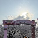 청미천 1 | 🎯 이번 주말 어디 가세요? 감곡 청미천 벚꽃길 '인생샷' 성지 다녀온 후기