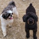 개구쟁이 애견 이미지