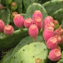 굿모닝 대한민국에 방영된 천년초 이미지