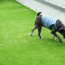 옐레드 애견유치원 & 호텔 고양덕은점 이미지