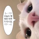 (주)제이크린피아 | [26년 2월]베리굿웨딩 플래너 상담•계약 후기, 스드메 결정