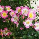 시선끌다 이미지