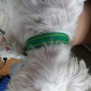 개 키우는 언니 이미지