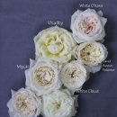 화이트 클라우드 이미지