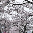 십리대밭 축구장 | 울산 벚꽃 명소 태화강국가정원 무거천 작천정 실시간 개화상황 후기 25.3.28