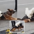 댕댕이천사 이미지