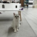 캣츠하우스 | 창원 팔용동 고양이카페 캣츠하우스