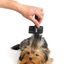 뽀송강아지 이미지