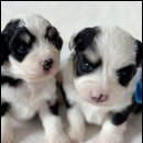 아담스펫 강아지분양 고양이분양 인천본점 이미지