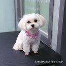 사쿠란보애견샵 부산대점 이미지