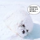 `모피 왜입지`님이 만드신 자료입니다. 홍보시 사용하면 좋을거같아요~ 이미지