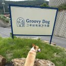 그루비독 이미지