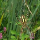 연지초교 이미지