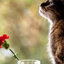 츄츄 동물병원 이미지