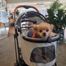 도그스타 | 포로리 강아지 유모차 추천 왓도그캣 무료 펫 선물로 직접 겟한 펫유모차