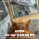 필동물종합병원 | [고양이탐구] 이사 갈 때 반려동물 케어 방법