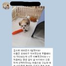 은평-037 | 비숑책임분양 비숑분양 꼬숑분양 꼬숑책임분양 30만원부터 소수책임분양 Likemong