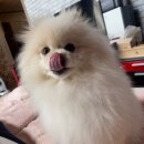 은석목장 | 🚨비상비상 쉐종쉐 시즌온🚨