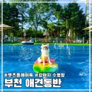 플레이독 남양주점 | 서울 근교 부천 인천 강아지 수영장 렛츠플레이독