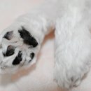 강아지발바닥