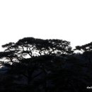 소나무 풍경 이미지