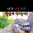코모도 이미지