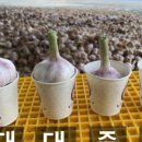 밤골농원 네이버블로그