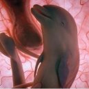 돌고래와펭귄 이미지