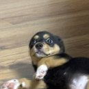 듀듀