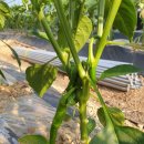 팔봉농원 이미지