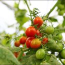 보성농원 이미지