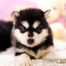 코리아 퍼피 이미지