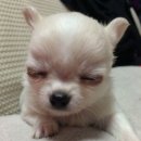 로제 노래연습장 | 4월? 죽을 사