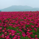 의성 작약꽃과 산운마을의 아름다운 옛집과 정원 이미지