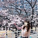 벚꽃명소, 경의선숲길카페 연남동 벚꽃집 평일 후기