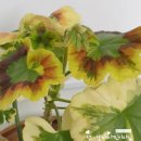 노리댕댕 이미지