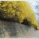 개나리길 이미지