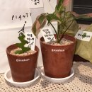 고소한식물원 | 대전 식집사 핫스팟🌿.⋆ 고소한 식물원 방문 후기