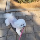 컴포즈커피 부천원미사거리점 | 부천애견미용 비숑스포팅미용 잘하는곳 네임드살롱 방문후기