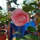 Camellia japonica 'Cover Girl' 이미지