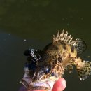 여울쏘가리 이미지