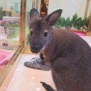 에덴미어캣프랜즈 이미지