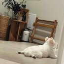 림의 집 이미지