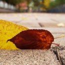 스마트폰 사진찍기 이미지