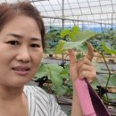 행복드림농장 이미지