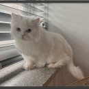 고양이라서 행복해 이미지