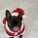 멍꿀개꿀 이미지