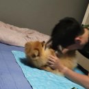 댕댕이 머리하는 날 이미지