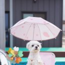 이쁘개즐겁개 이미지