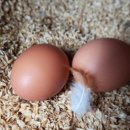 큰닭농장 이미지